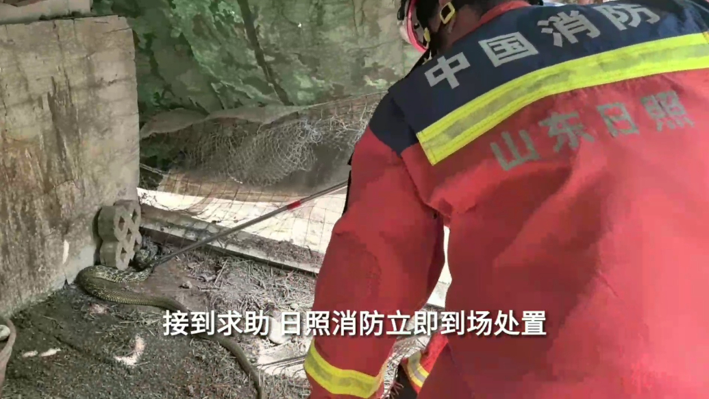 果然视频|长蛇闯入村民家被困，消防员到场“请”出来