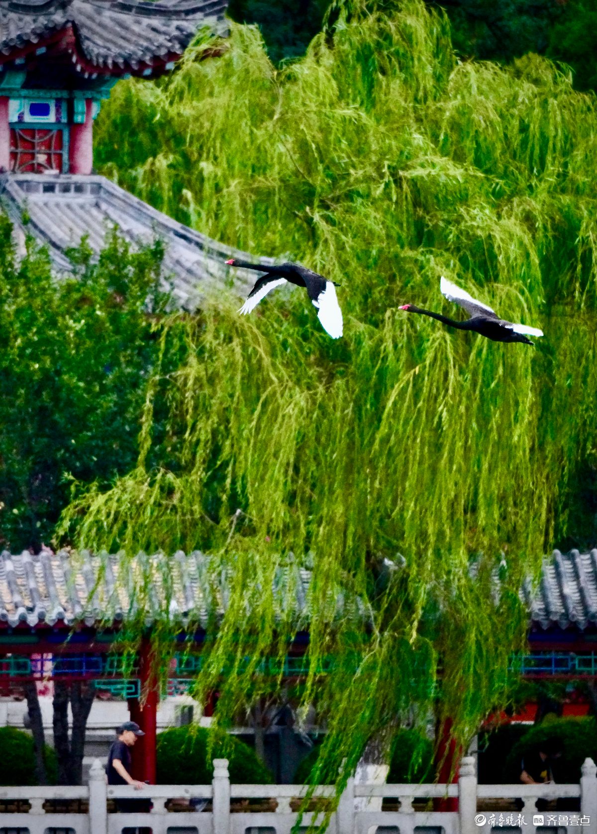 大明湖的黑天鹅练飞翔