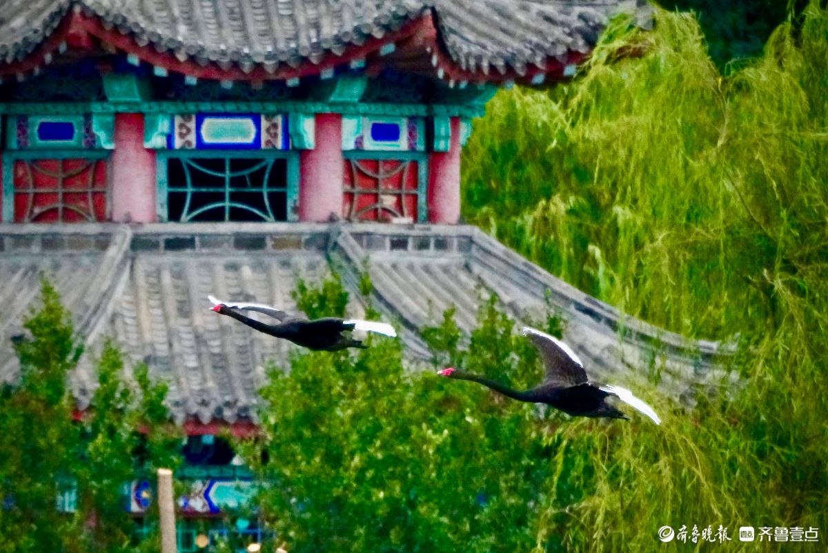 大明湖的黑天鹅练飞翔