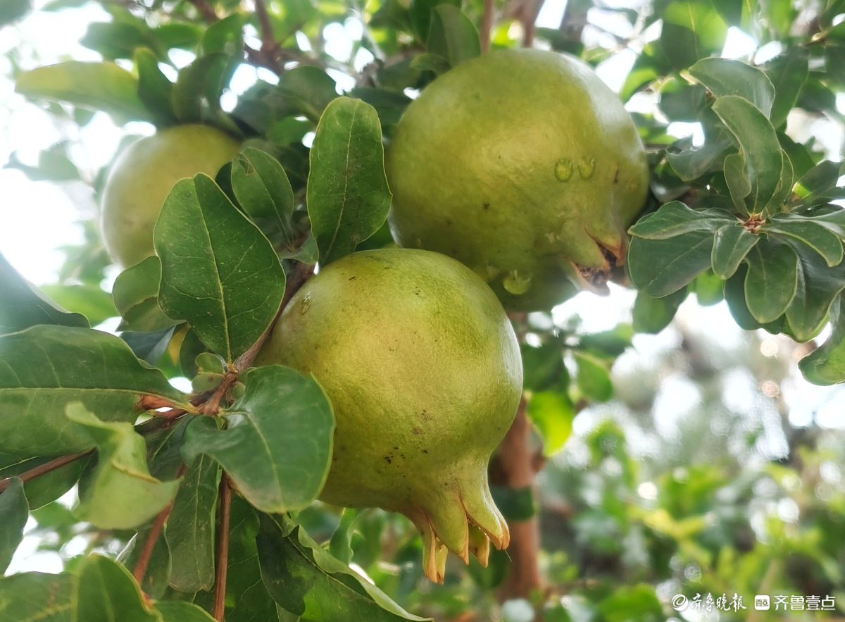 圆圆石榴挂满枝头