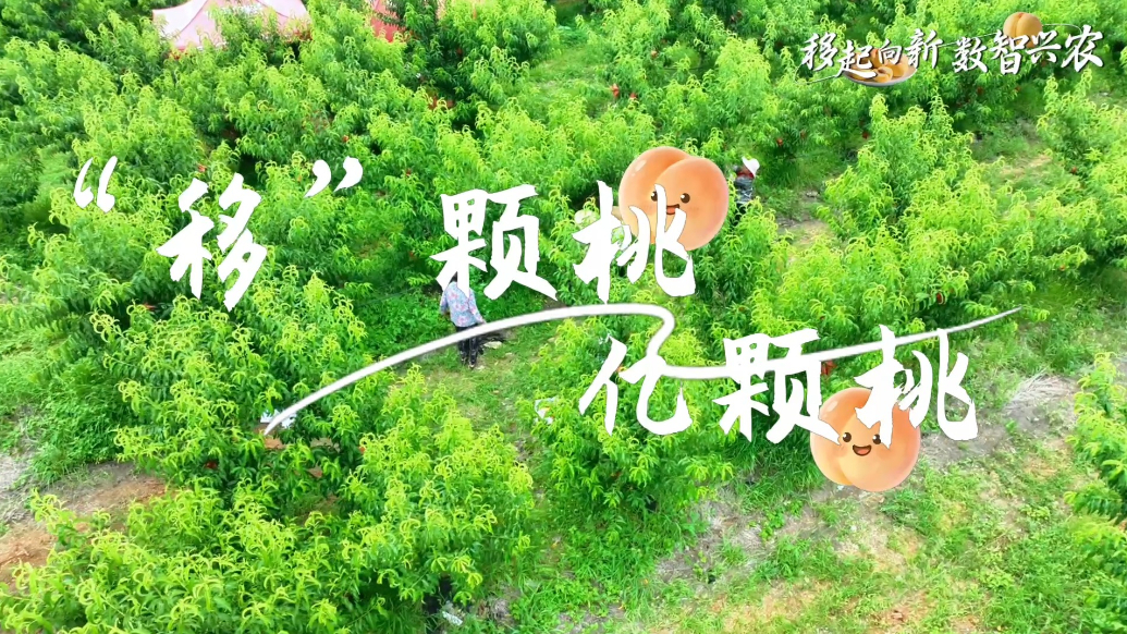 果然视频|“移”颗桃，亿颗桃