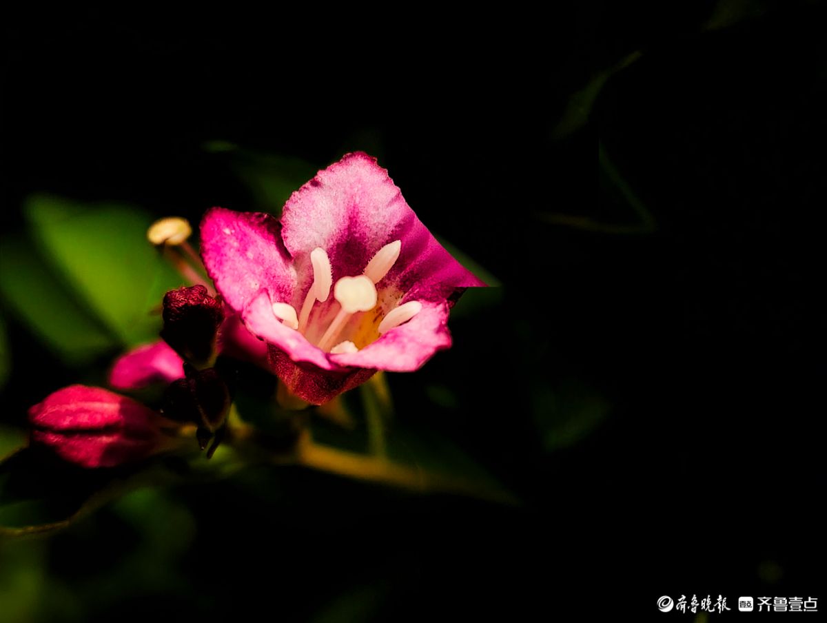 锦带花开出紫色花朵