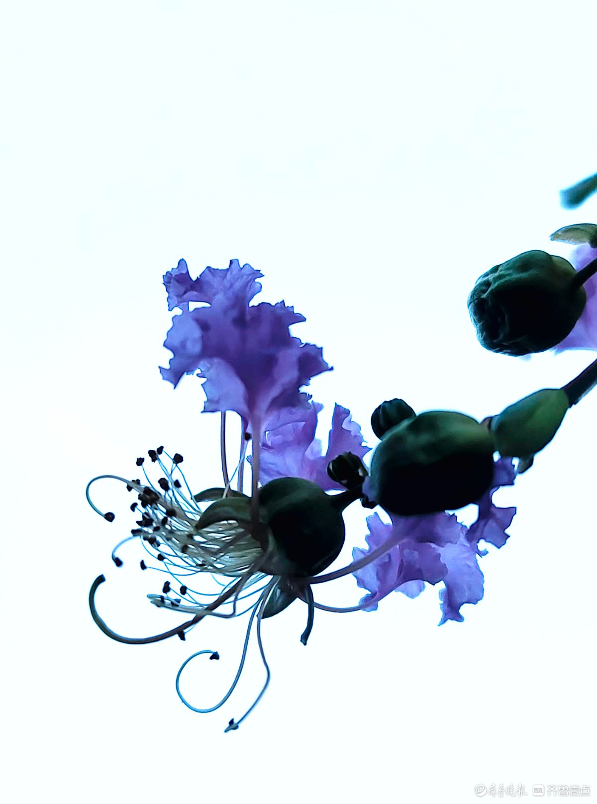 紫薇花“百日红” ，细长花蕊很独特