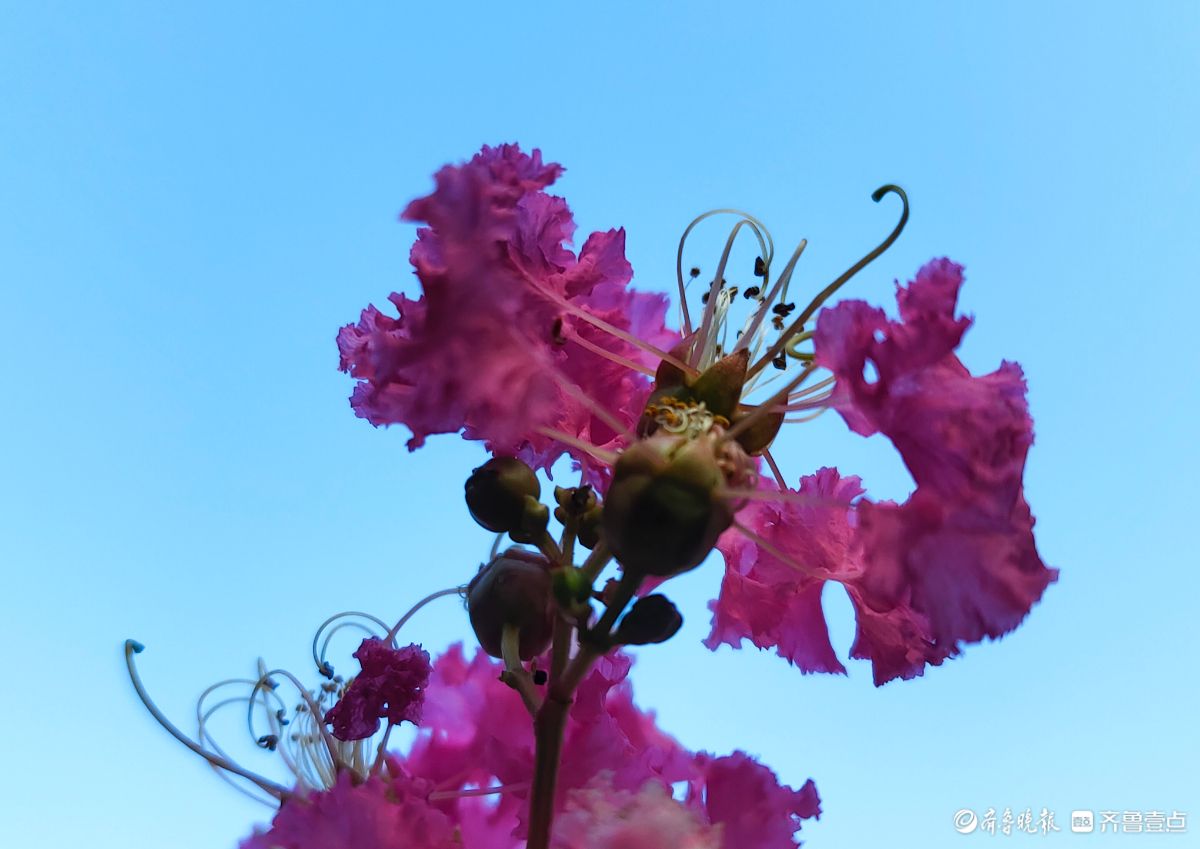 紫薇花“百日红” ，细长花蕊很独特
