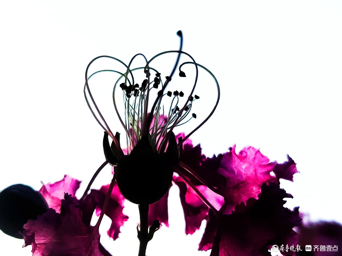 紫薇花“百日红” ，细长花蕊很独特