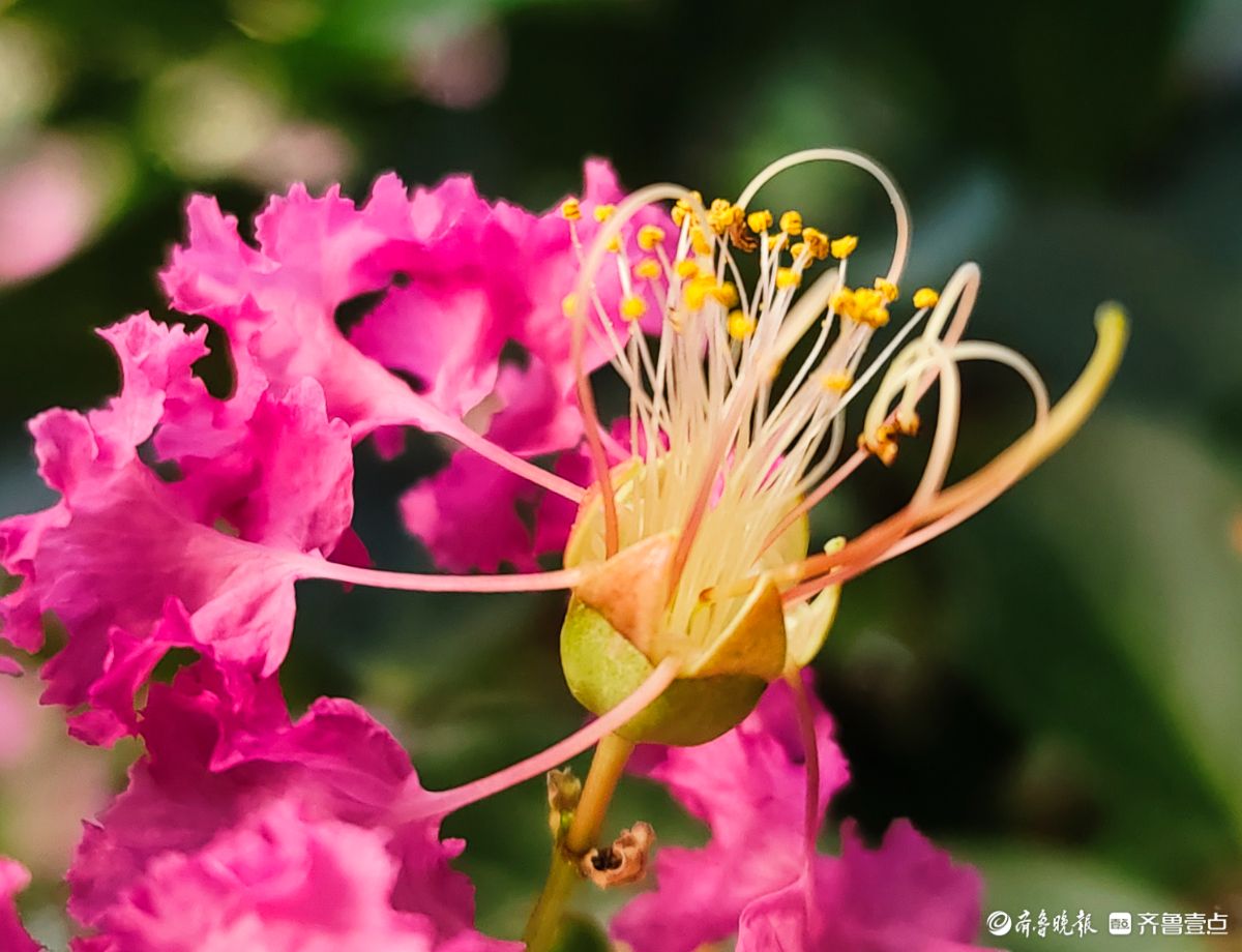 紫薇花“百日红” ，细长花蕊很独特
