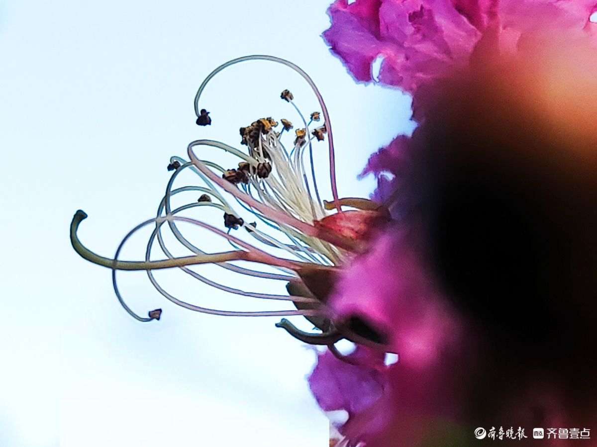 紫薇花“百日红” ，细长花蕊很独特