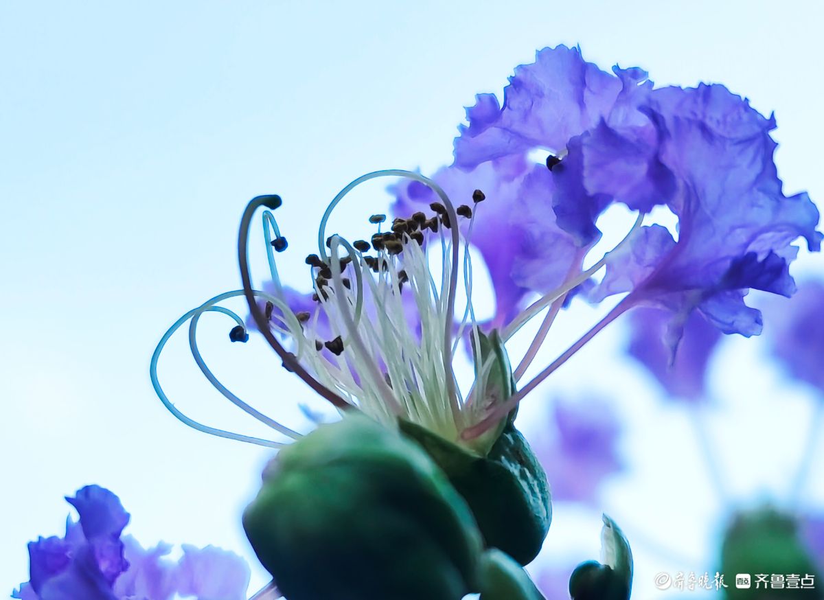 紫薇花“百日红” ，细长花蕊很独特