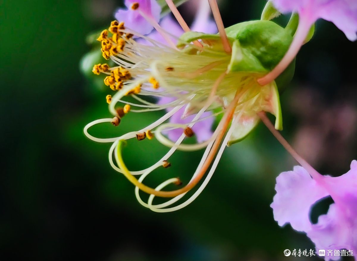紫薇花“百日红” ，细长花蕊很独特
