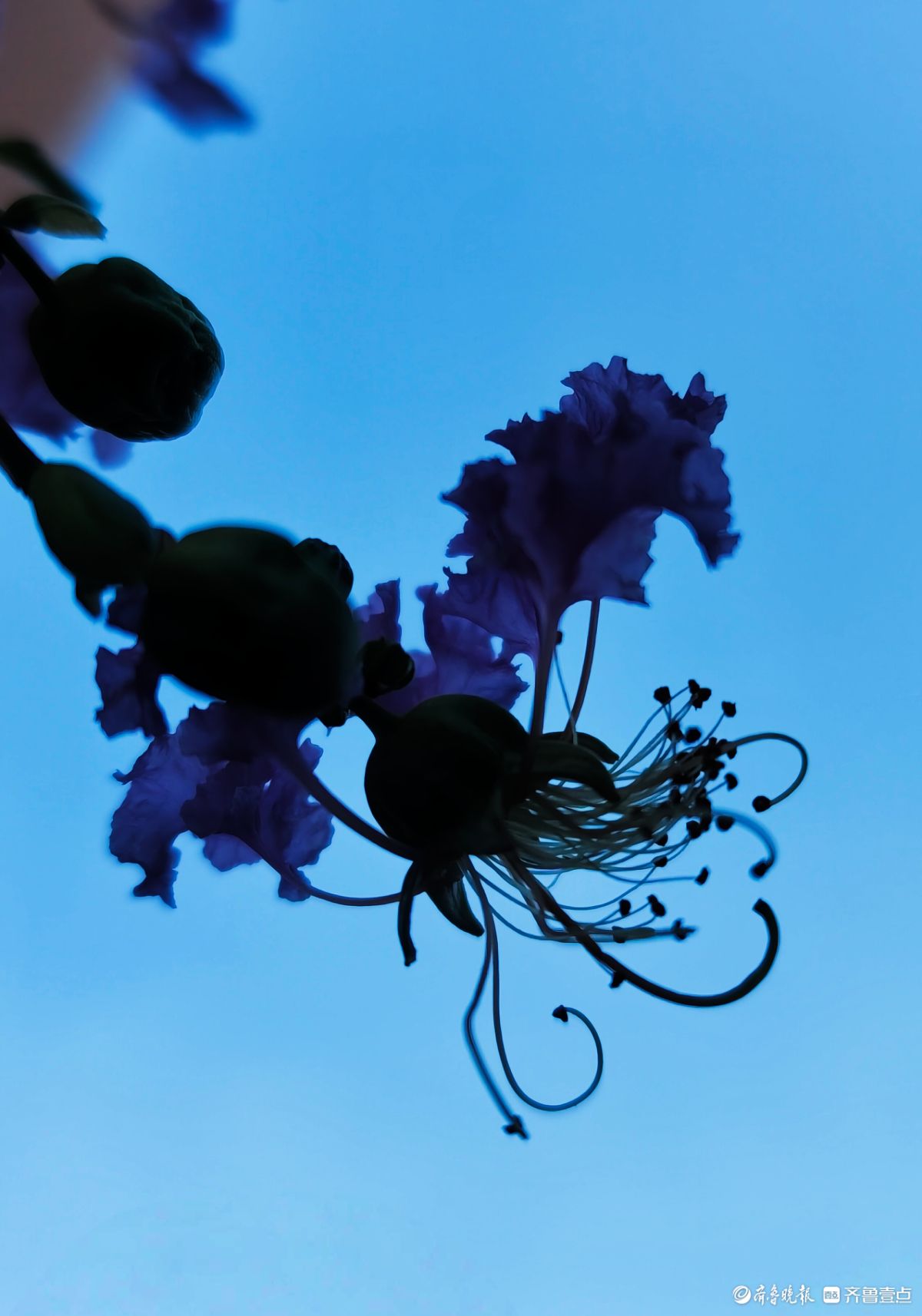 紫薇花“百日红” ，细长花蕊很独特