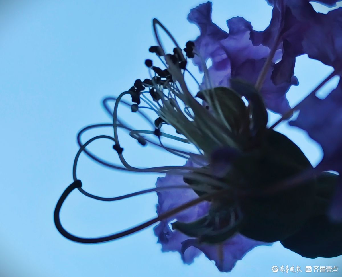 紫薇花“百日红” ，细长花蕊很独特