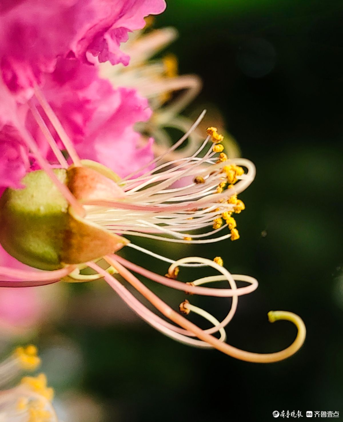 紫薇花“百日红” ，细长花蕊很独特