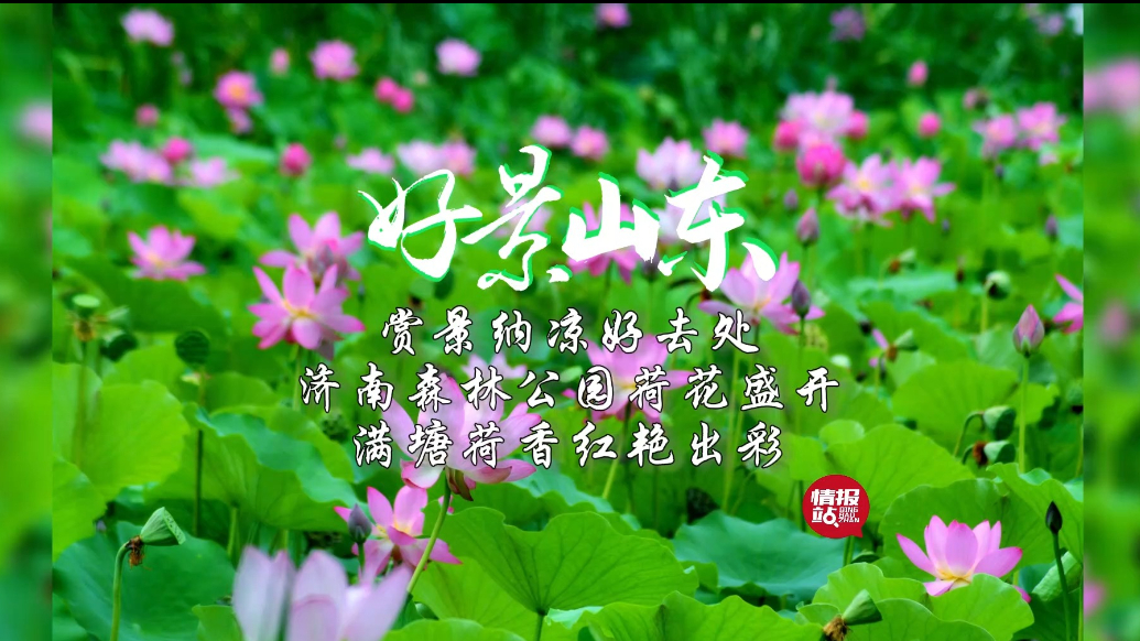 果然视频·好景山东|美！济南森林公园荷香满塘，赏景纳凉好去处