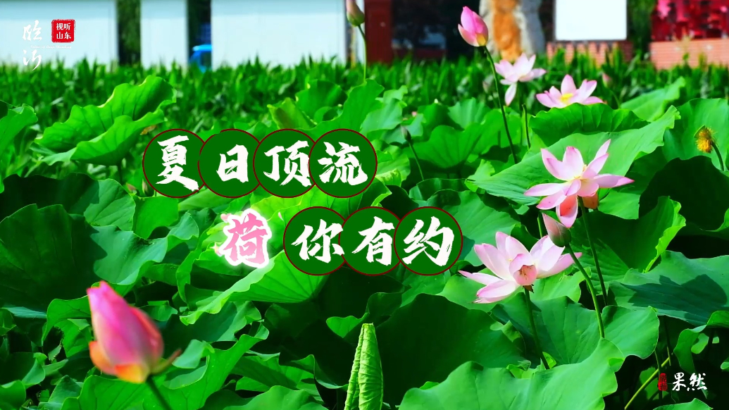 视听山东·平邑｜夏日顶流，“荷”你有约