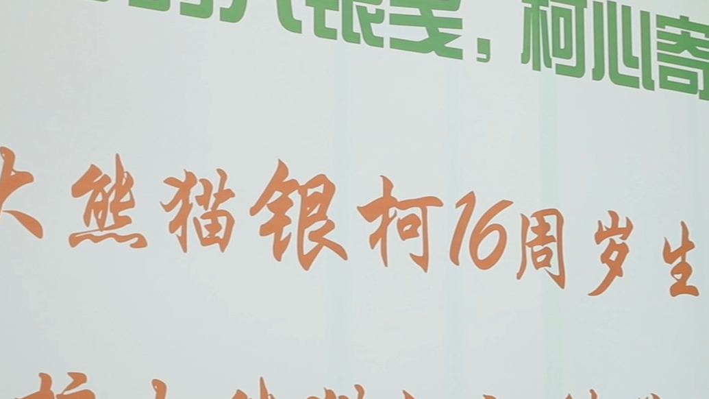 果然视频丨大熊猫银柯16岁生日会