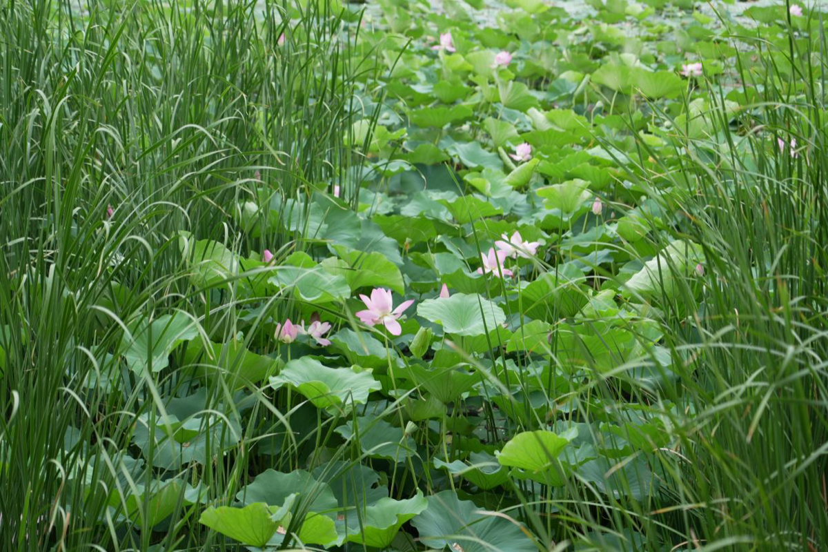 壹点图集｜雨后文昌湖畔，荷花美景入画来