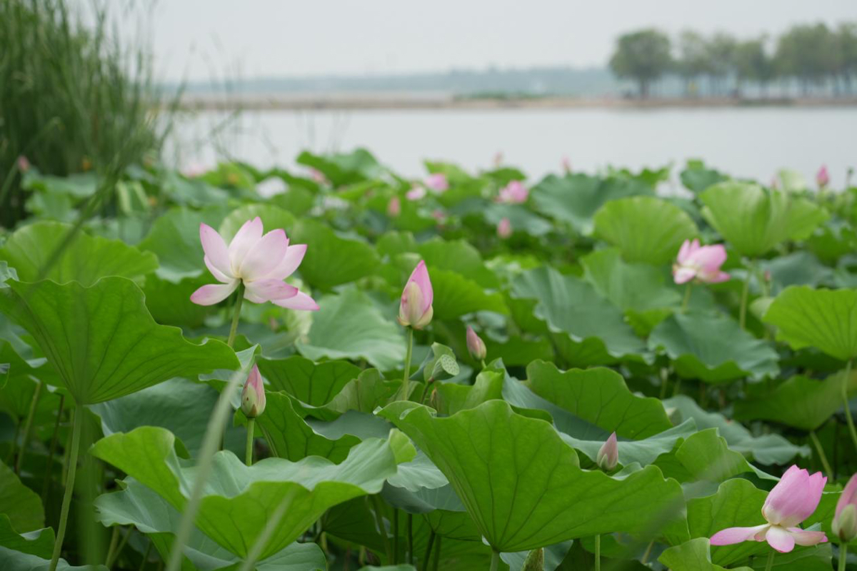 壹点图集｜雨后文昌湖畔，荷花美景入画来