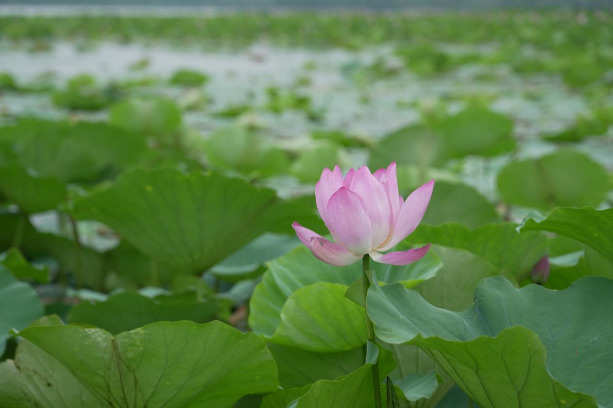 壹点图集｜雨后文昌湖畔，荷花美景入画来