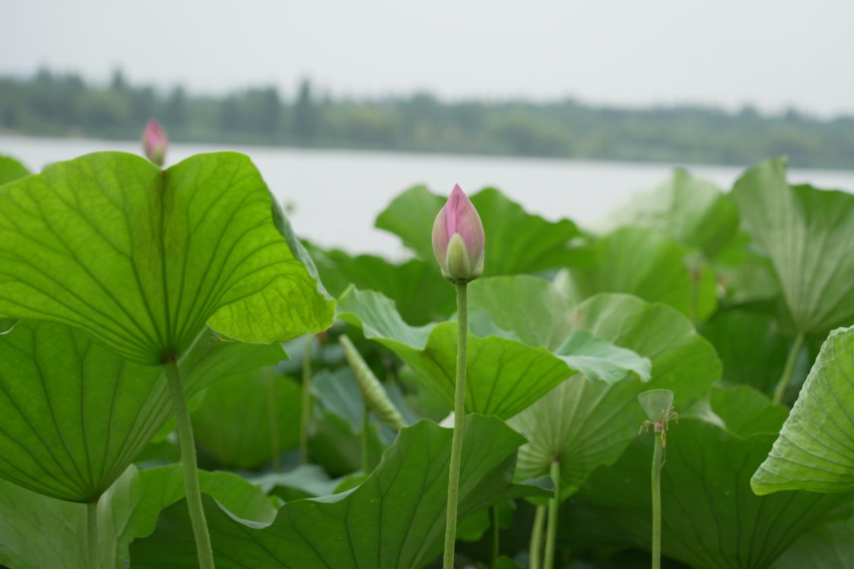 壹点图集｜雨后文昌湖畔，荷花美景入画来