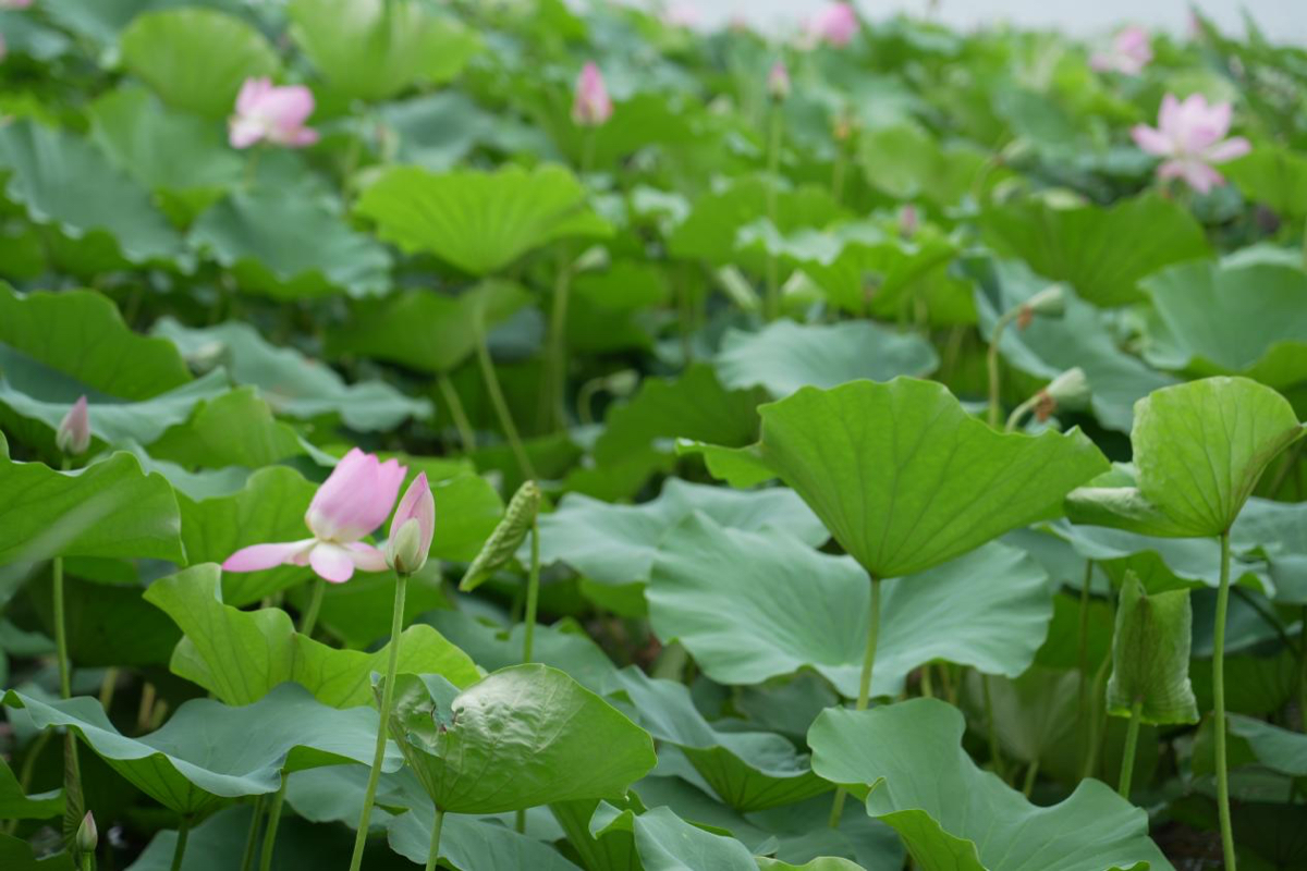 壹点图集｜雨后文昌湖畔，荷花美景入画来