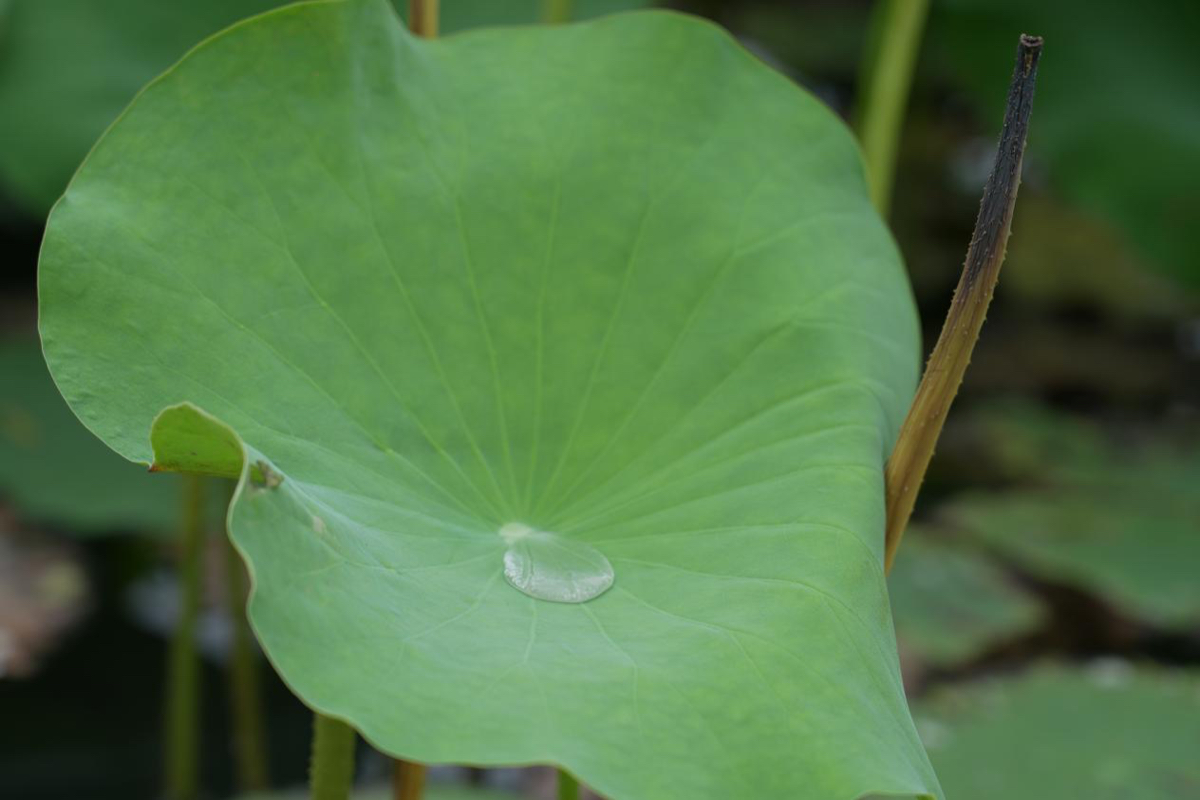 壹点图集｜雨后文昌湖畔，荷花美景入画来