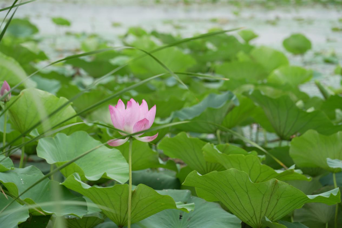 壹点图集｜雨后文昌湖畔，荷花美景入画来