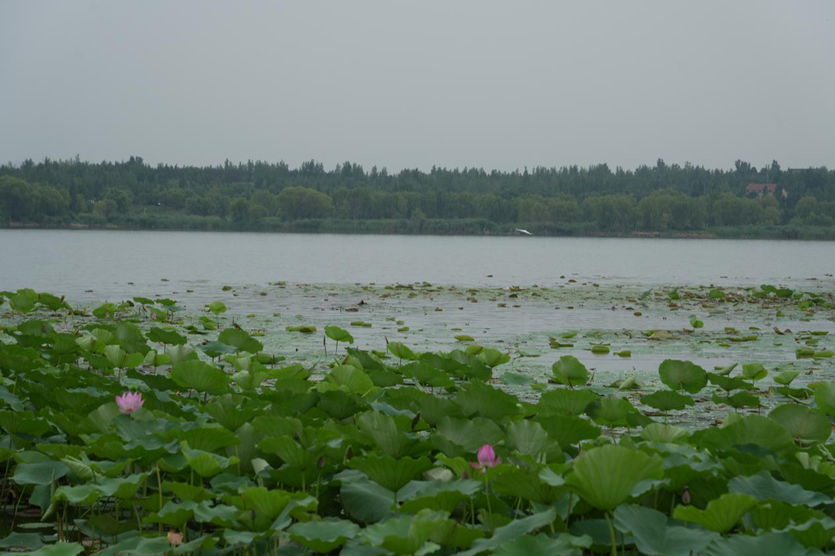 壹点图集｜雨后文昌湖畔，荷花美景入画来