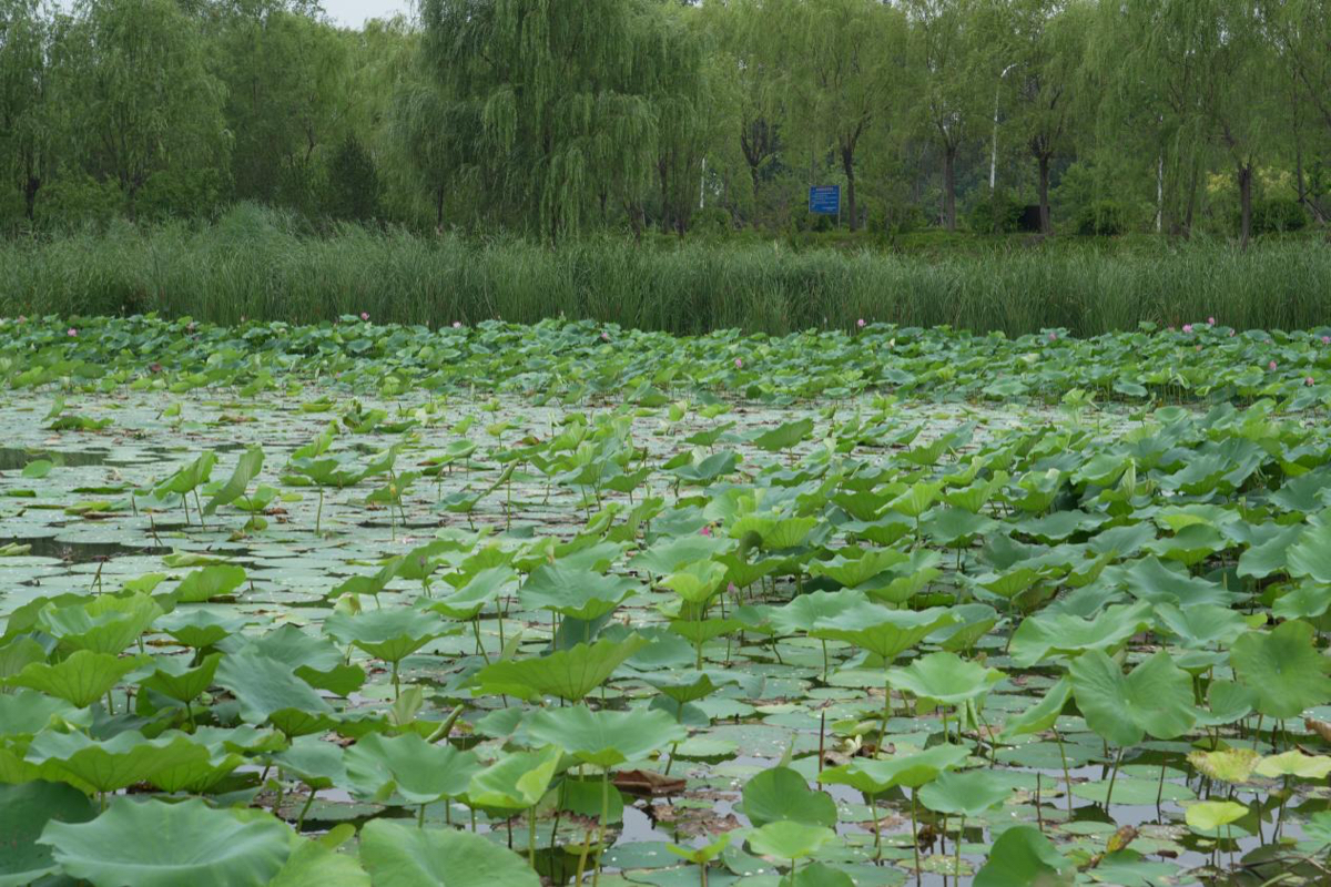 壹点图集｜雨后文昌湖畔，荷花美景入画来