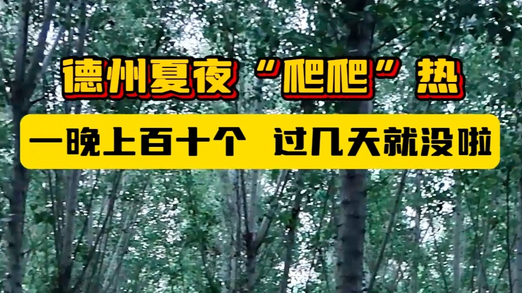 果然视频丨夏日限定快乐！德州市民组团抓“爬爬” 