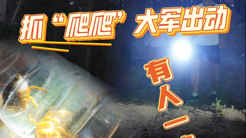 微纪录丨德州抓“爬爬”大军出动，有人一晚抓上百个