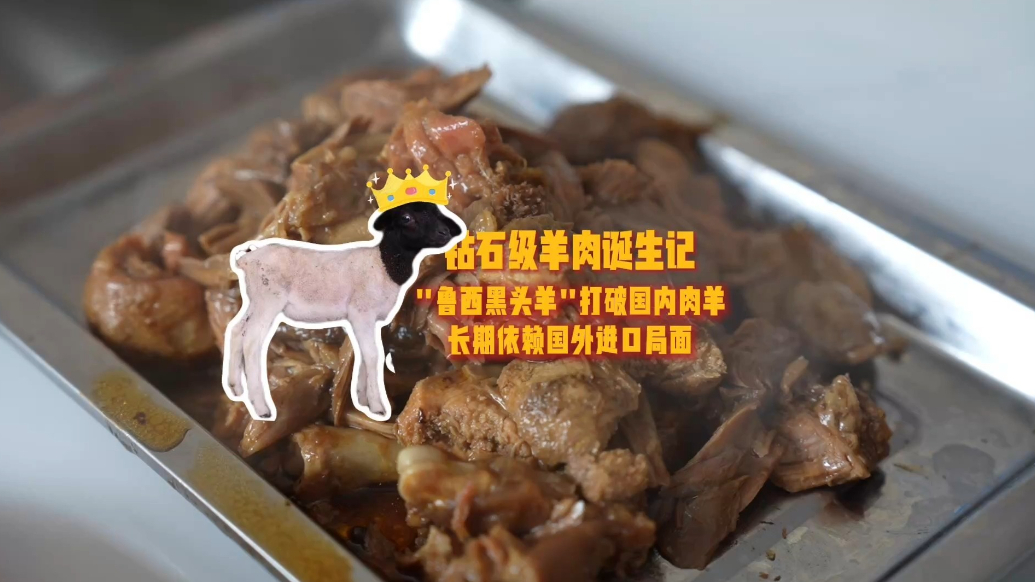 微纪录·好山东丨“钻石级”羊肉：鲁西黑头羊昂首走向全国