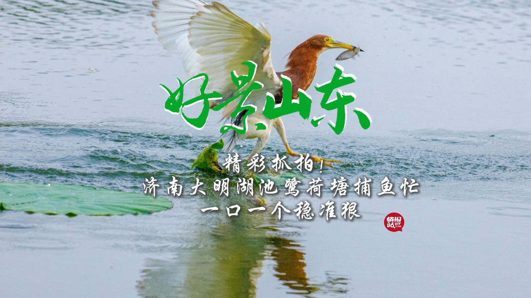 果然视频·好景山东|济南大明湖池鹭荷塘捕鱼忙，一口一个稳准狠