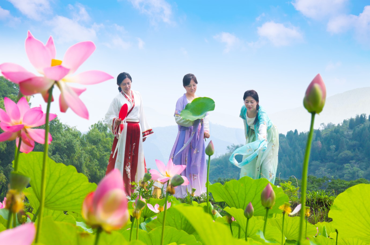 壹点图集｜如月湖荷花已进入盛放期，快来享一夏情欢