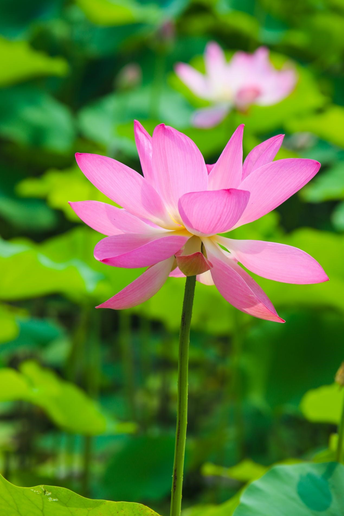 壹点图集｜如月湖荷花已进入盛放期，快来享一夏情欢