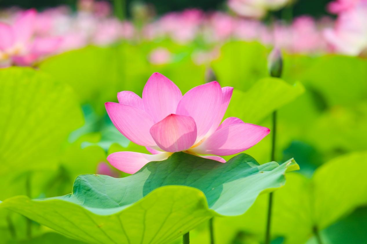 壹点图集｜如月湖荷花已进入盛放期，快来享一夏情欢