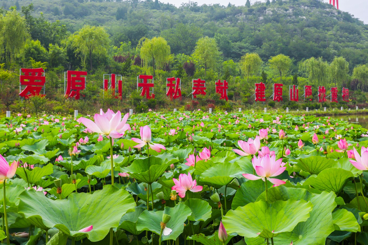 壹点图集｜如月湖荷花已进入盛放期，快来享一夏情欢