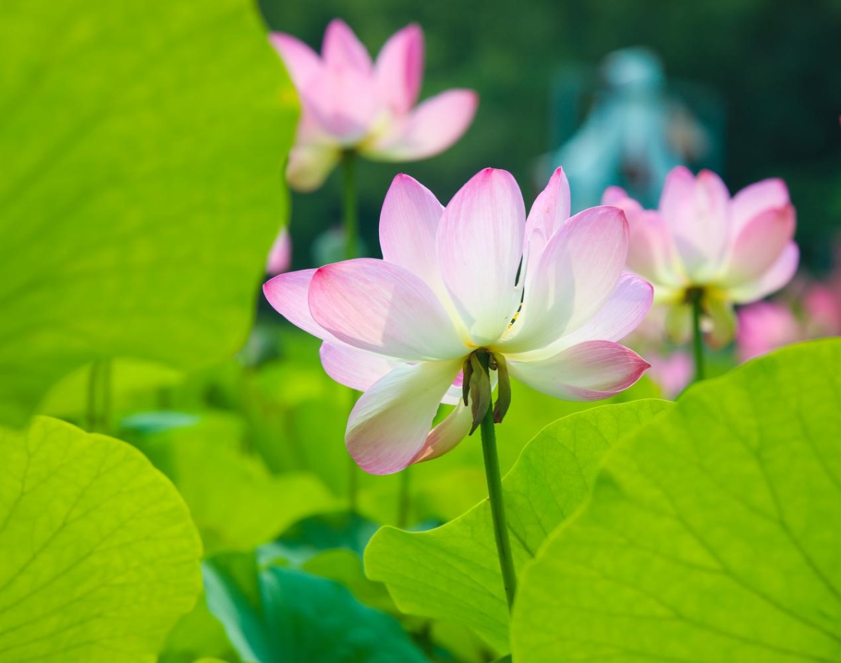 壹点图集｜如月湖荷花已进入盛放期，快来享一夏情欢
