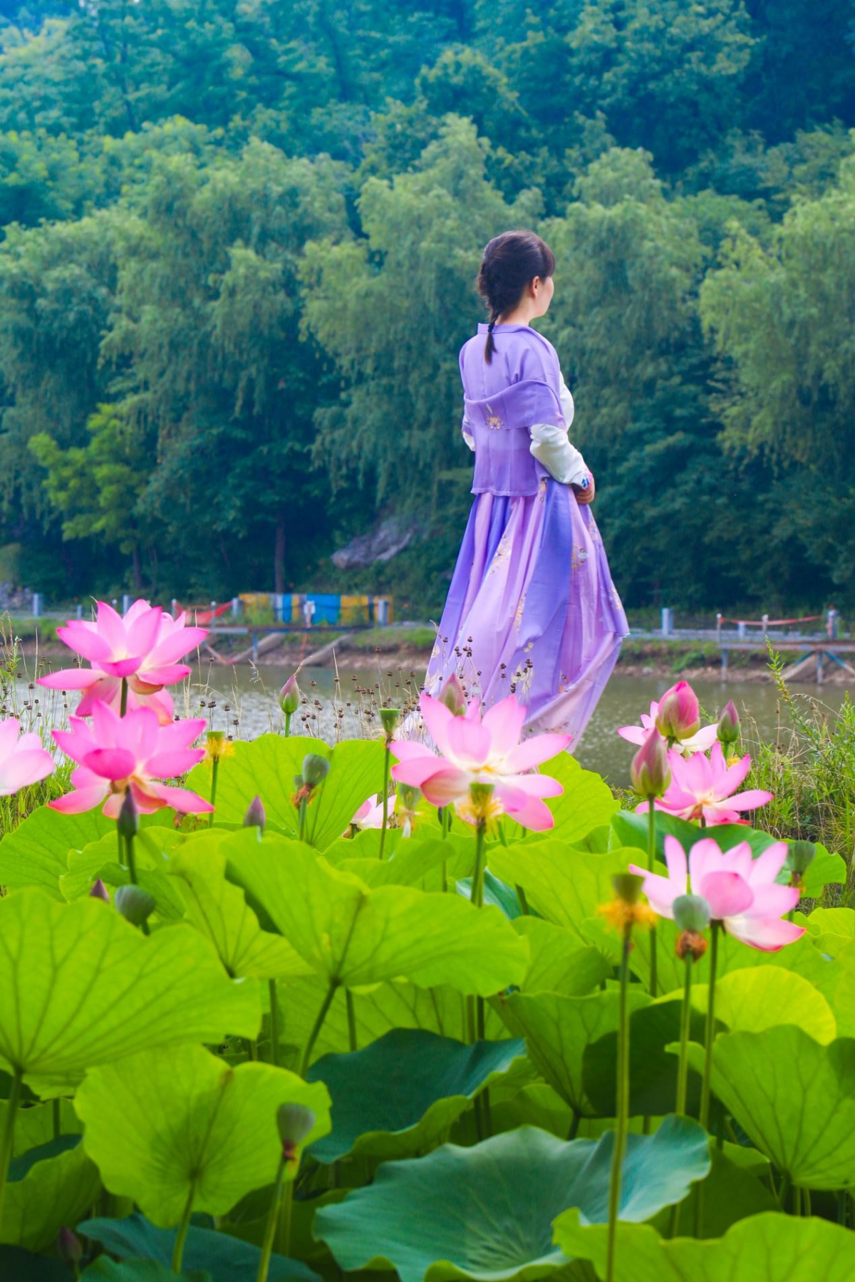 壹点图集｜如月湖荷花已进入盛放期，快来享一夏情欢