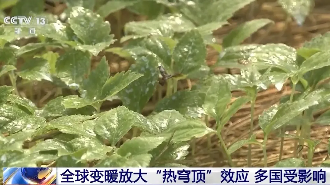 多国气温破纪录，大气环流异常导致极端高温天气