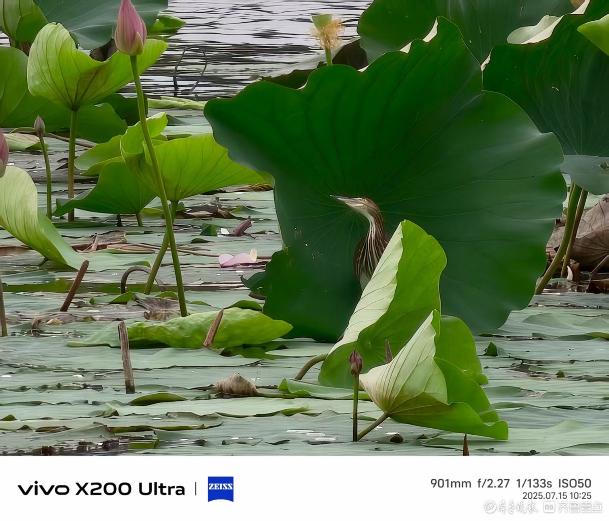 误入藕花深处，我在记录 