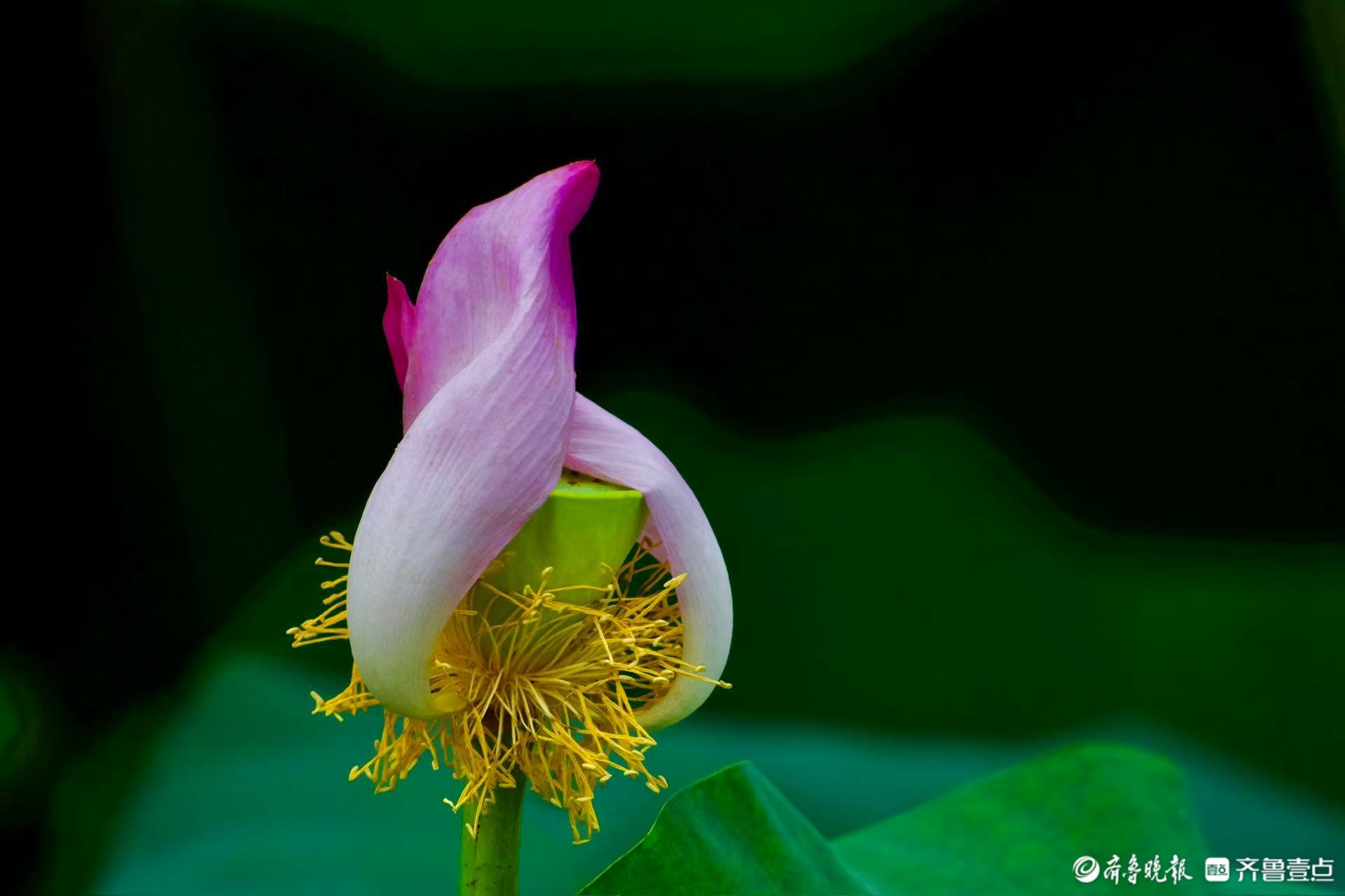 明湖荷花似火炬