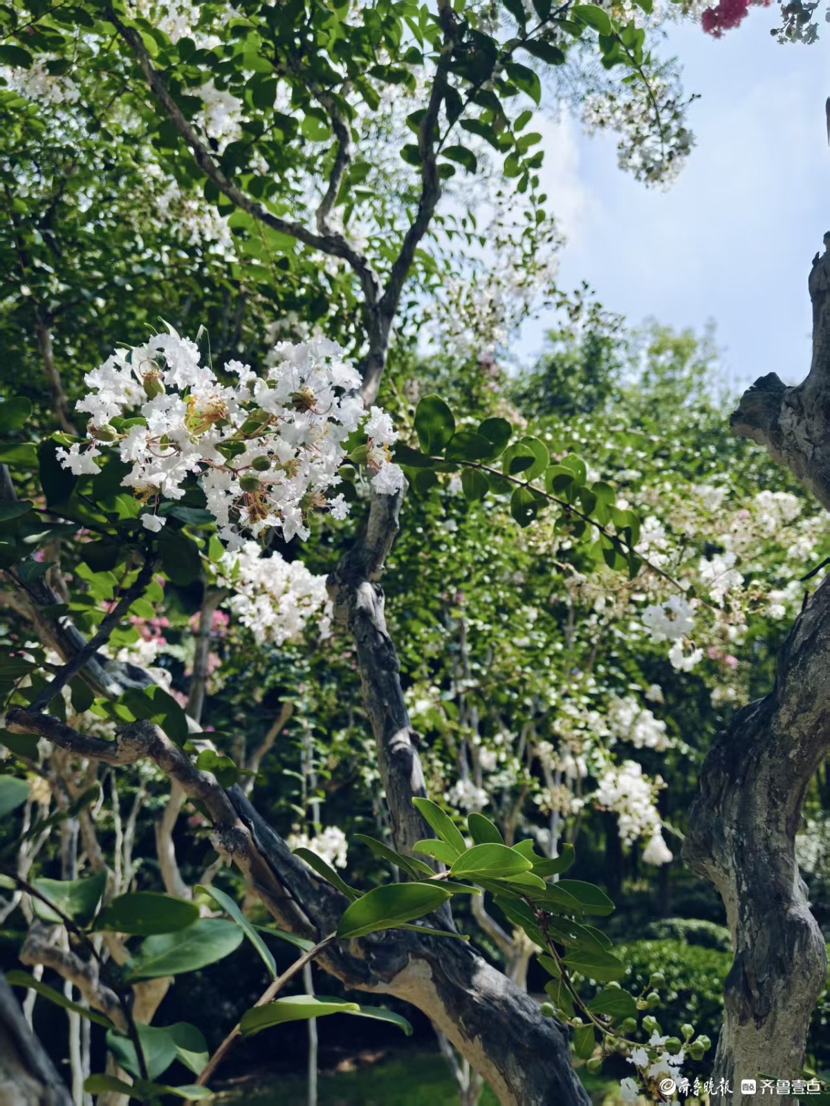 烈日炎炎紫薇花盛开娇艳