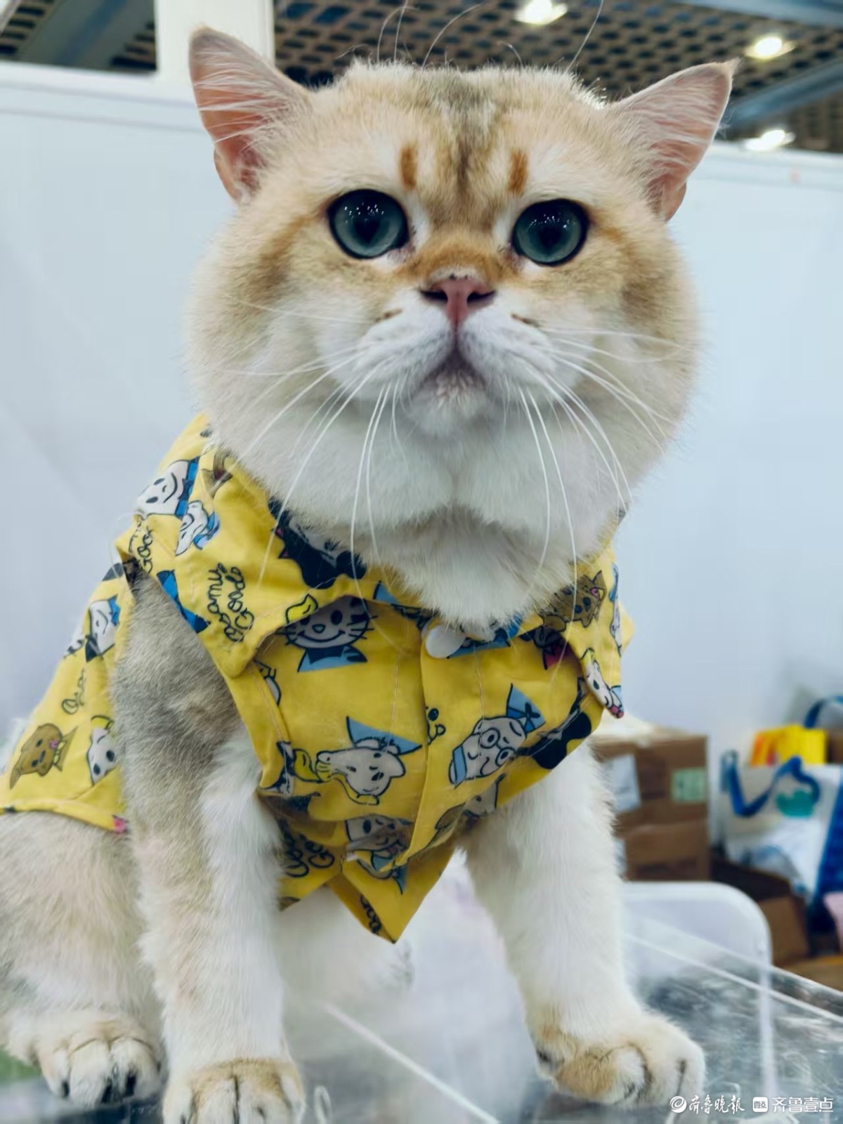 宠物展上看萌宠
