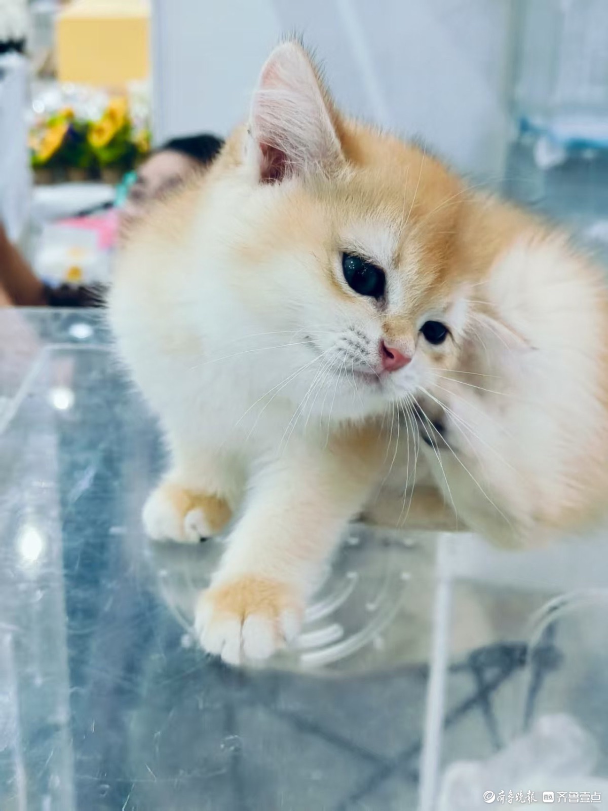 宠物展上看萌宠