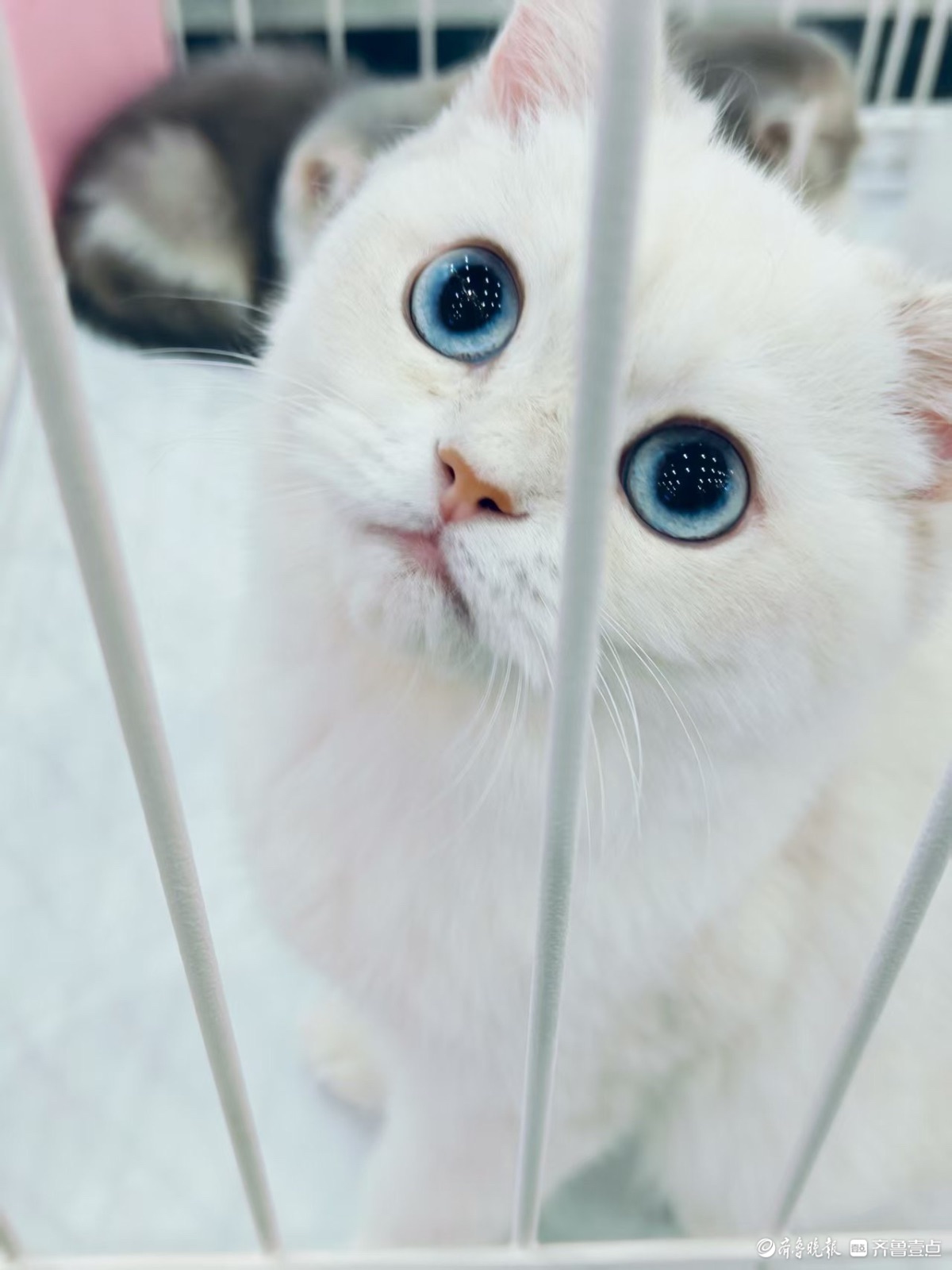 宠物展上看萌宠