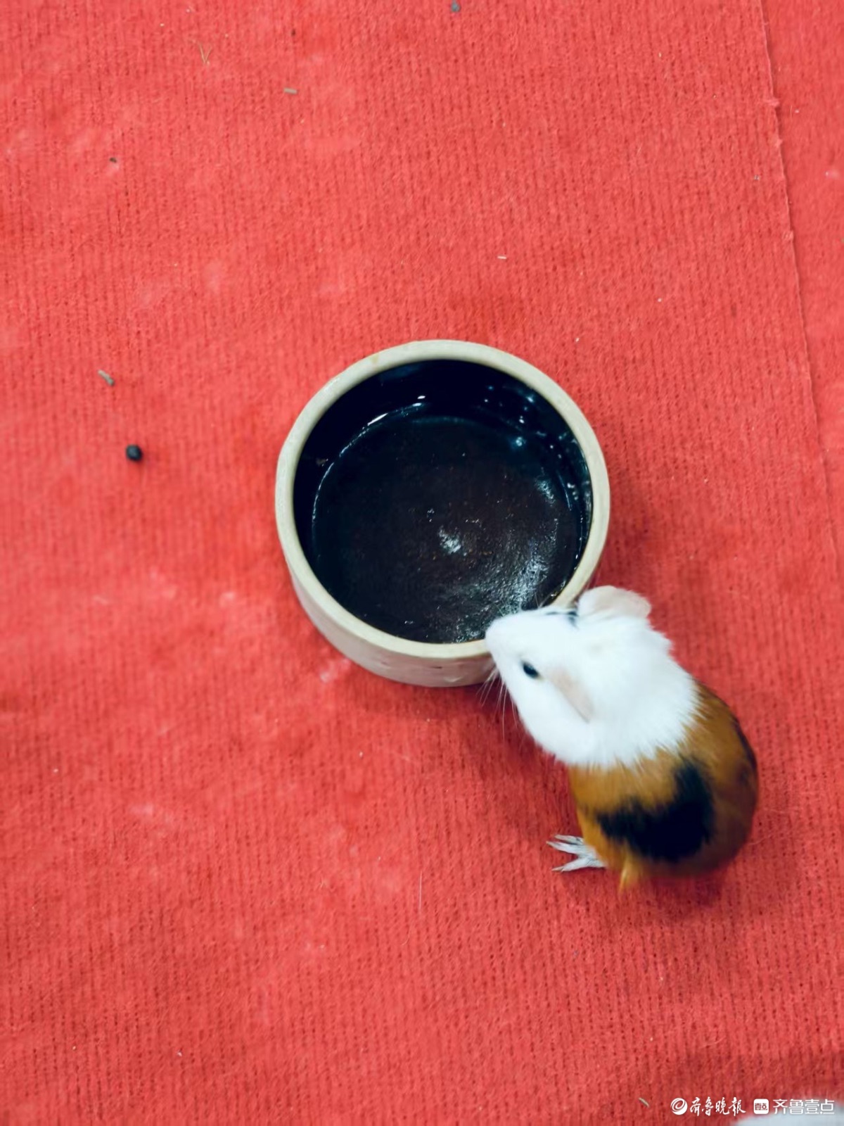 宠物展上看萌宠