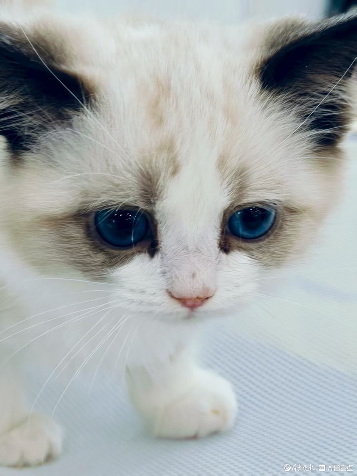 宠物展上看萌宠