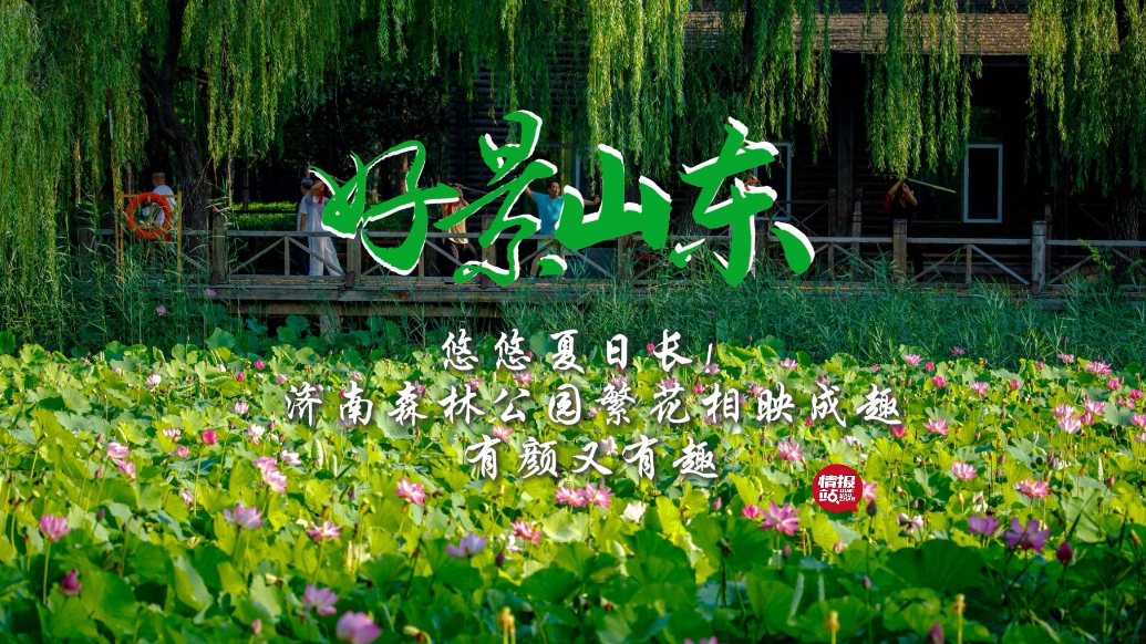 果然视频·好景山东|济南森林公园夏日繁花绽放，有颜又有趣
