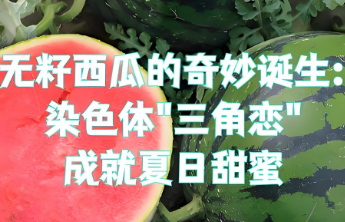 新知｜打了避孕药？无籽西瓜“背锅”好多年！