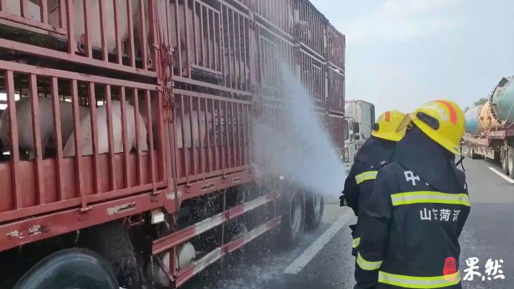 果然视频|货车爆胎抛锚致一车活猪被暴晒，消防员到场喷水降温